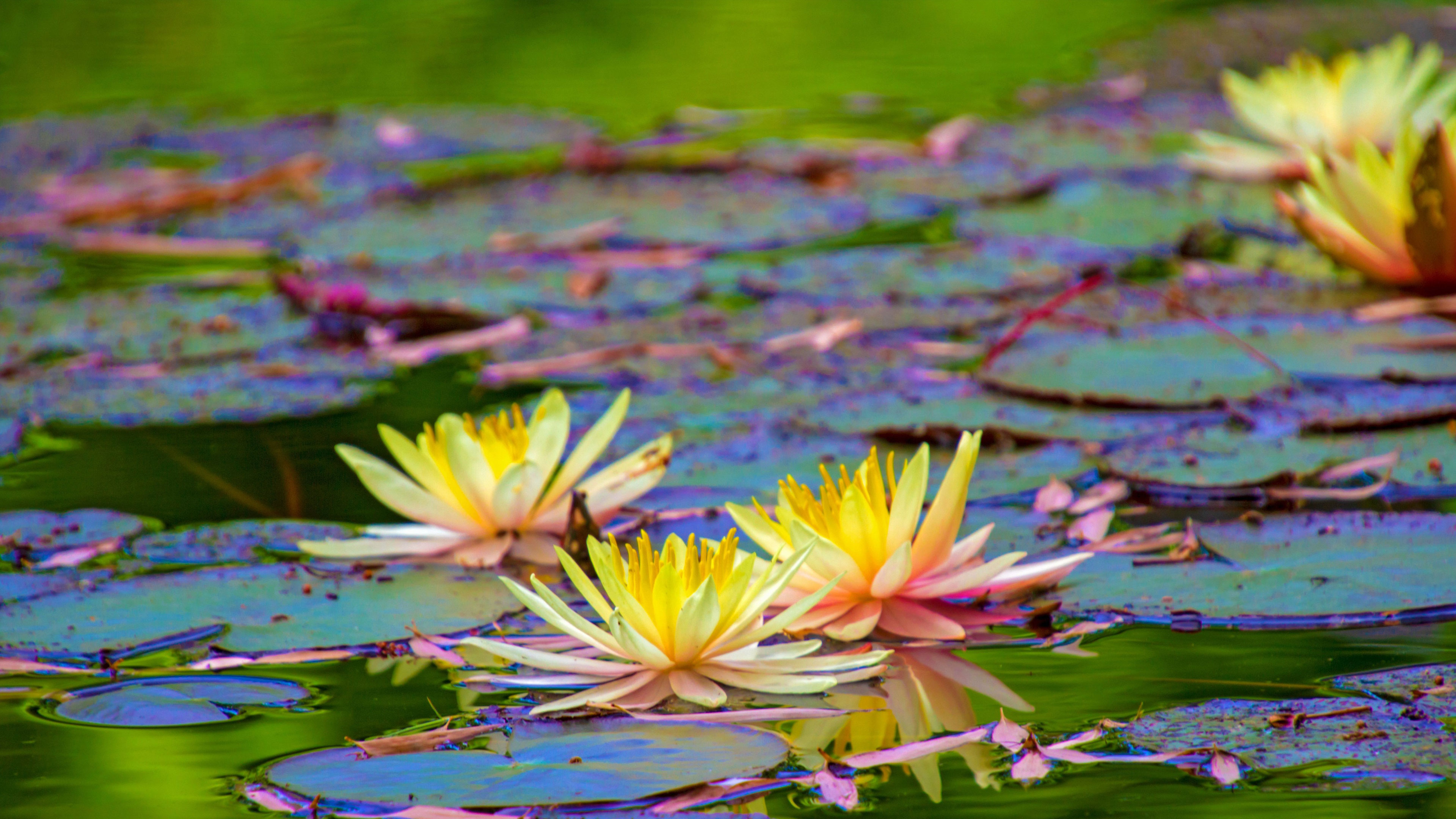 Unborn Undying Lotus Born True Nature