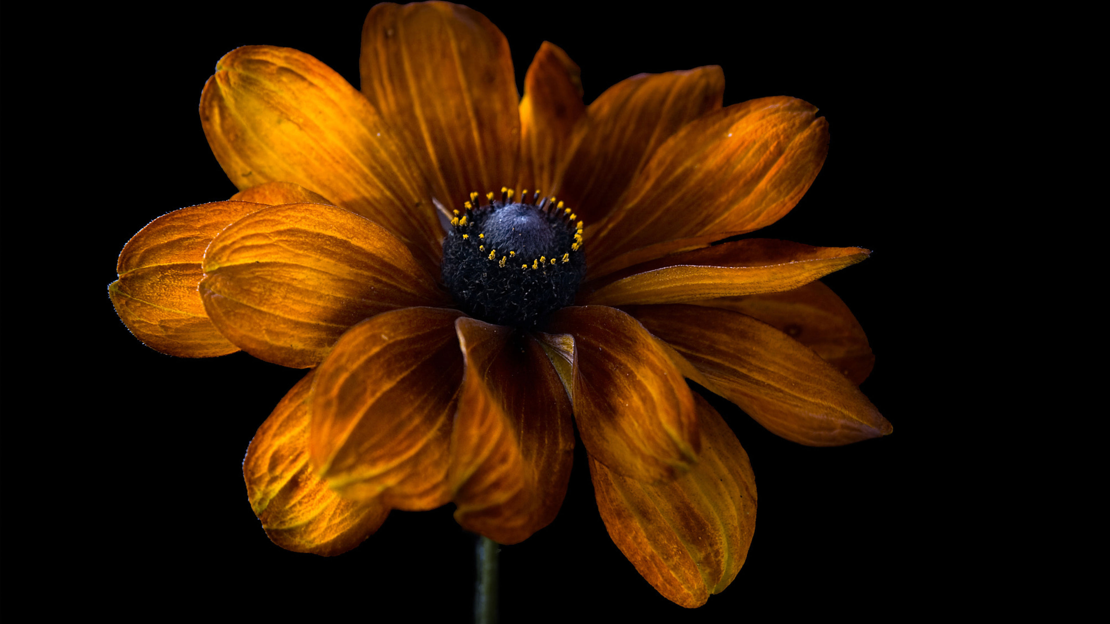Undivided Wholehearted Reality - Natural and Easy