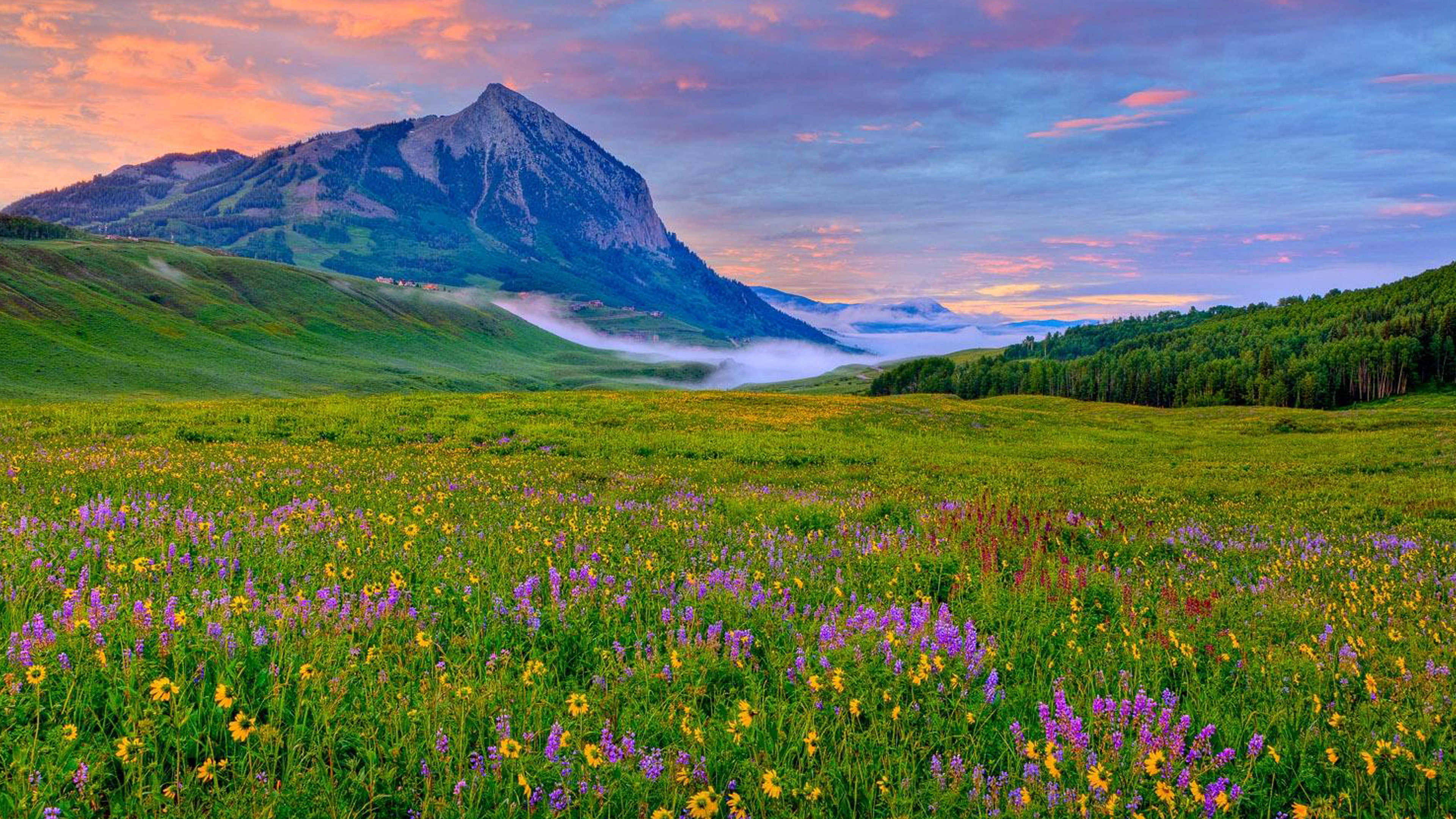 Wholeness Flowering Wholeness