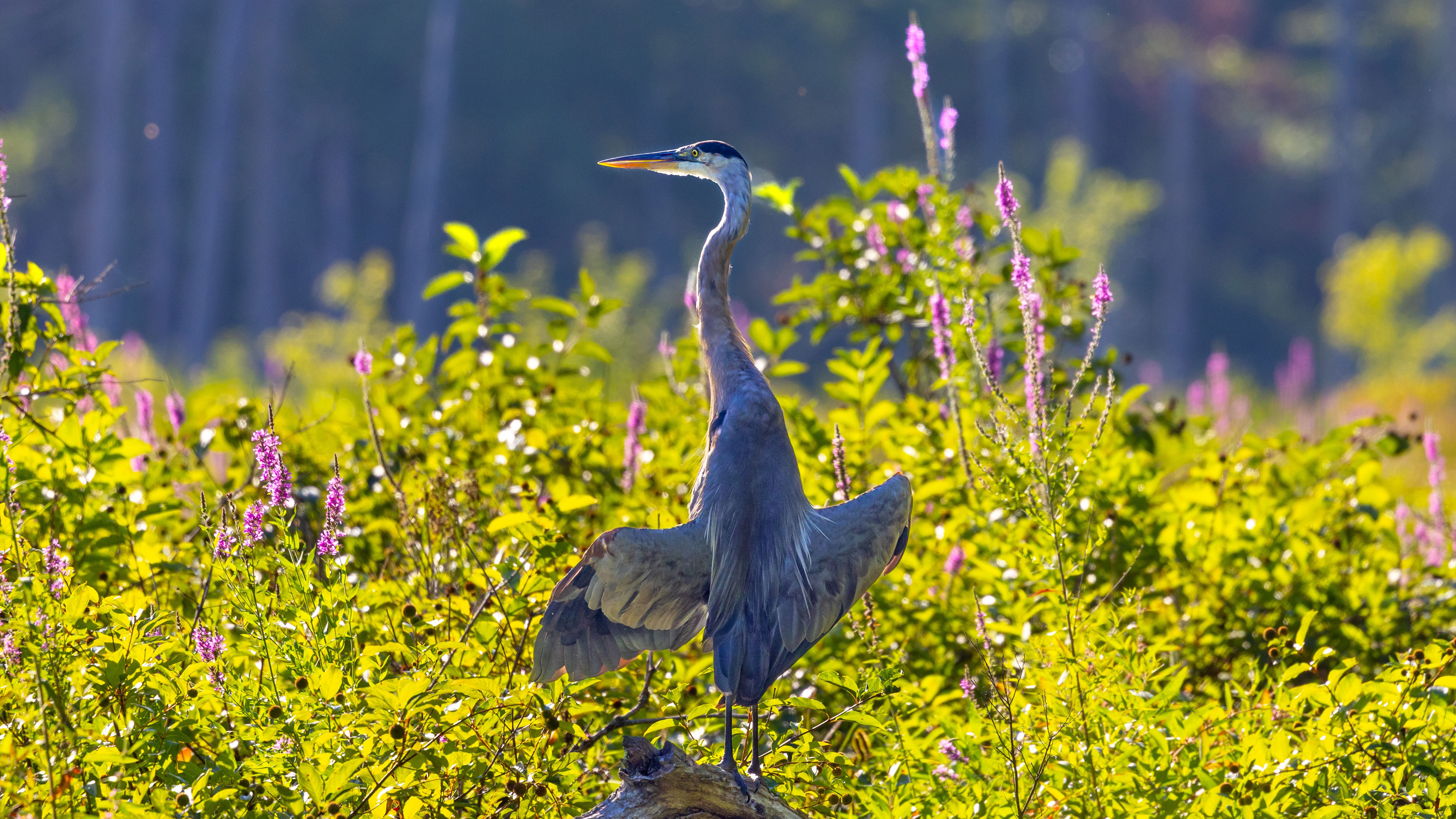 Wild Organic Wholeness